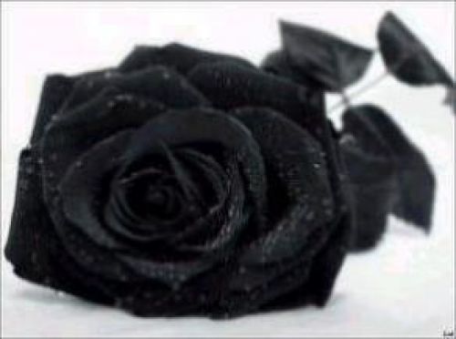 BlackRose